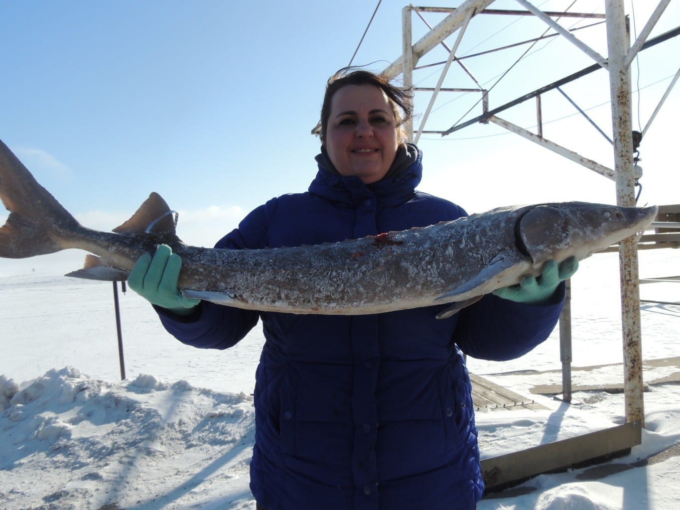 Sturgeon Spearing Update Day 4; Upper Lakes hits harvest limits - My Fishing Partner