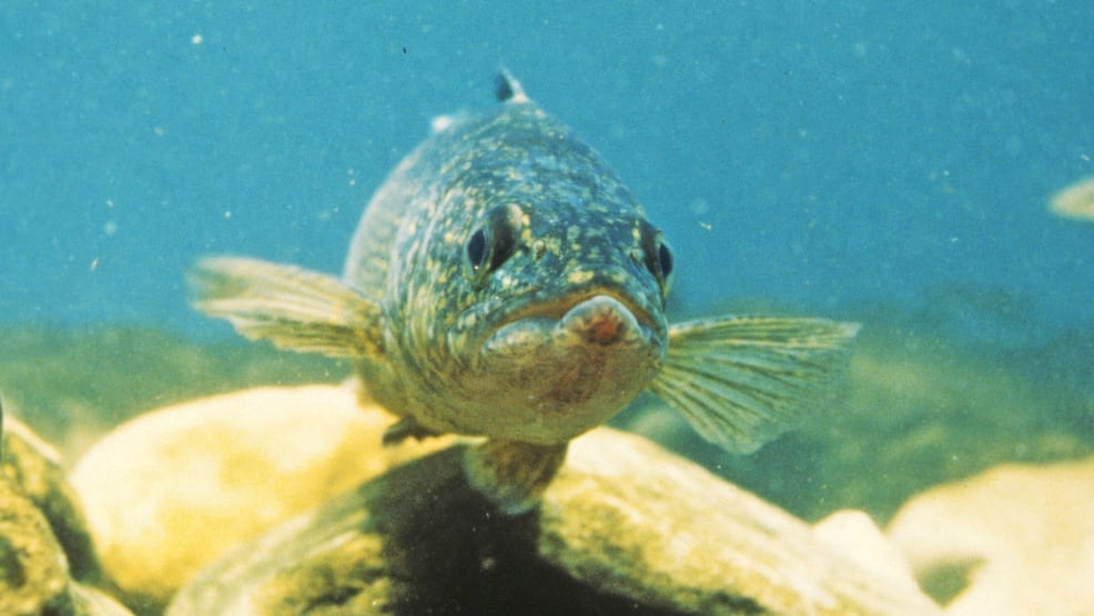 Lake Winnebago monster a myth? My Fishing Partner